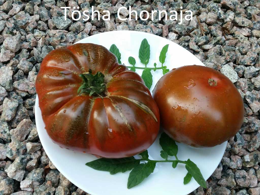 Tösha chornaja (Svärmor svart)